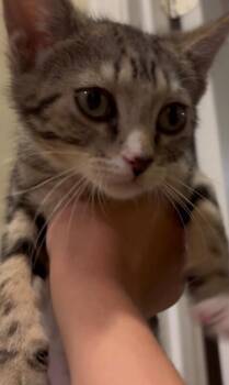 Fiona - Lucky Charms Litter -  Tabby Cat for Adoption in Anthem, Arizona - Fiona - Lucky Charms Litter | PetCurious