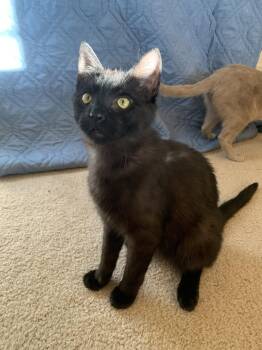 Domestic Short Hair Cats Available for Adoption in Denver, Colorado - Obsidian | PetCurious