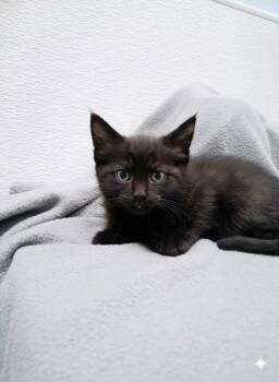 Annie Oakley -  Domestic Short Hair Cat Available for Adoption in Westfield, Wisconsin - Annie Oakley | PetCurious