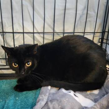 Domestic Medium Hair Cats Available for Adoption in Spokane, Washington - Buggy | PetCurious