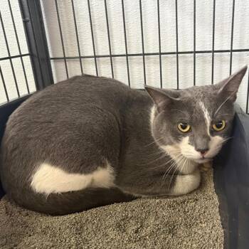 Grimm -  Domestic Short Hair Cat for Adoption in Crookston, Minnesota - Grimm | PetCurious
