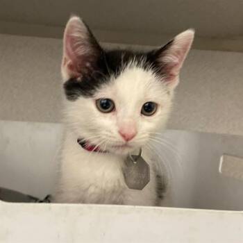 SPRUCE -  Domestic Short Hair Cat for Adoption in Aurora, Colorado - SPRUCE | PetCurious
