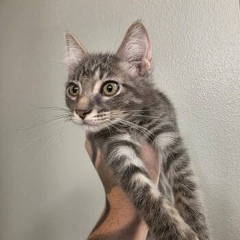 Usopp -  Domestic Short Hair Cat for Adoption in West Des Moines, Iowa - Usopp | PetCurious