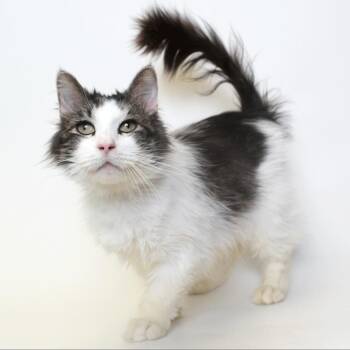 Flint -  Domestic Long Hair Cat for Adoption in Springfield, Illinois - Flint | PetCurious