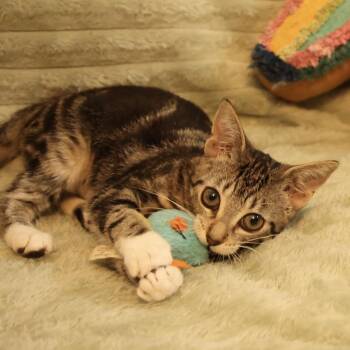 Crocus 56028 -  Domestic Short Hair Cat for Adoption in Eaton Rapids, Michigan - Crocus 56028 | PetCurious