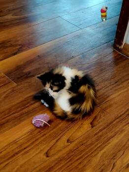 Captain -  Domestic Long Hair Cat for Adoption in Emporia, Kansas - Captain | PetCurious