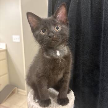 Maybelle -  Domestic Short Hair and Tuxedo Cat for Adoption in Omaha, Nebraska - Maybelle | PetCurious