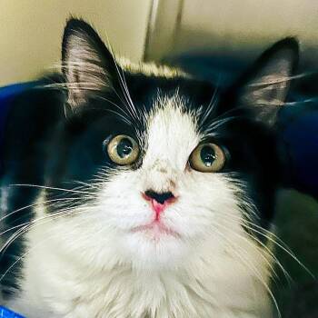 Mission -  Domestic Medium Hair and Domestic Short Hair Cat for Adoption in Hattiesburg, Mississippi - Mission | PetCurious