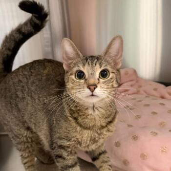 Tickety Tock -  Domestic Short Hair Cat for Adoption in State College, Pennsylvania - Tickety Tock | PetCurious