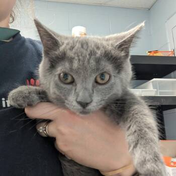 Jasmine -  Domestic Short Hair Cat for Adoption in Indianapolis, Indiana - Jasmine | PetCurious