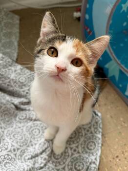 Gabriella -  Domestic Short Hair and Calico Cat for Adoption in East Amherst, New York - Gabriella | PetCurious