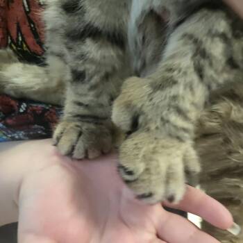 Extra Toes Cat Hemingway Polydactyl and Tabby Cats Available for Adoption in Muncie, Indiana - Carter - Double Polydactyl (extra Extra Toes) | PetCurious