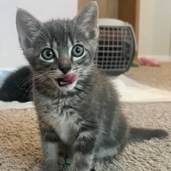Cupcake -  Domestic Short Hair Cat for Adoption in San Antonio, Texas - Cupcake | PetCurious