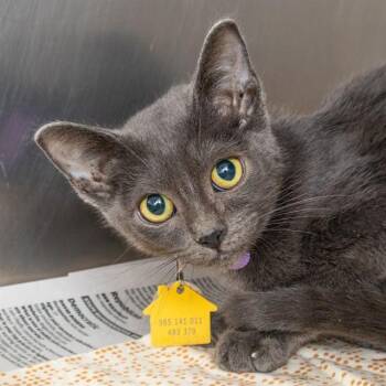 GHOST -  Domestic Short Hair Cat for Adoption in St. Louis, Missouri - GHOST | PetCurious