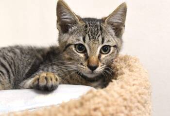 Yodel -  Domestic Short Hair Cat for Adoption in Monroe, Georgia - Yodel | PetCurious