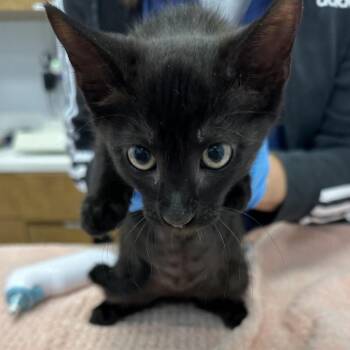 Raa -  Domestic Short Hair Cat for Adoption in West Palm Beach, Florida - Raa | PetCurious