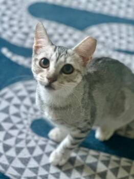 Ambrosia -  Domestic Short Hair Cat for Adoption in Cincinnati, Ohio - Ambrosia | PetCurious