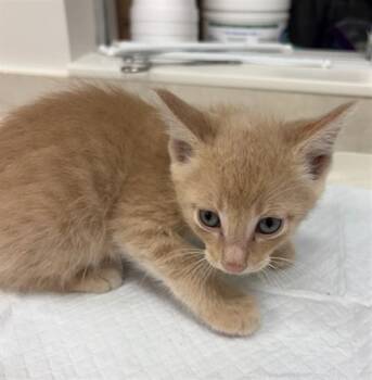 Domestic Short Hair Cats Available for Adoption in Baytown, Texas - CHUCKIE | PetCurious