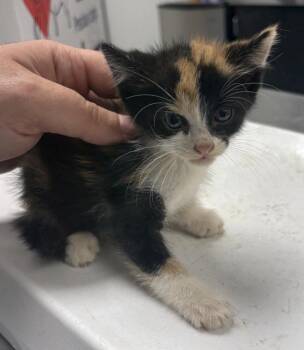 Pen 4 Patches -  Domestic Short Hair Cat for Adoption in Lawrenceville, Georgia - Pen 4 Patches | PetCurious