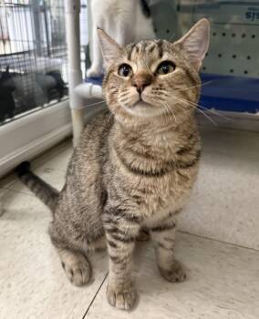 Tigre -  Domestic Short Hair Cat for Adoption in Lemoore, California - Tigre | PetCurious