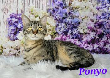 Rescue Tabby and Domestic Short Hair Cats for Adoption in Greensburg, Pennsylvania - Ponyo | PetCurious
