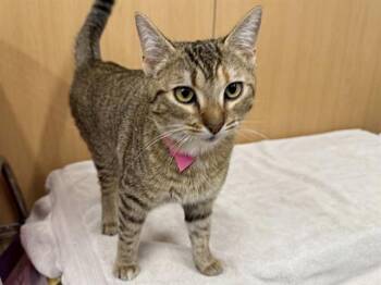 Domestic Short Hair Cats Available for Adoption in Brentwood, Missouri - OCTAVIA | PetCurious