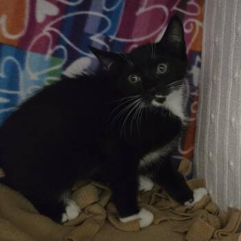 Muffin -  Domestic Short Hair Cat Available for Adoption - Muffin | PetCurious