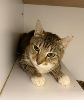 Moxie -  Domestic Short Hair Cat for Adoption in Liverpool, New York - Moxie | PetCurious