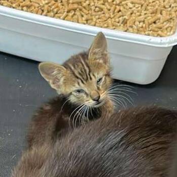 McNugget -  Domestic Short Hair Cat for Adoption in Gadsden, Alabama - McNugget | PetCurious