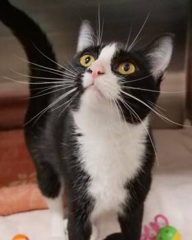 Biscuit -  Domestic Short Hair Cat for Adoption in Fishers, Indiana - Biscuit | PetCurious