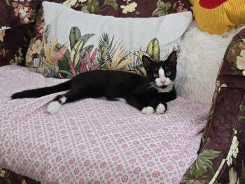Dosa -  American Shorthair Cat for Adoption in Highland Park, New Jersey - Dosa | PetCurious