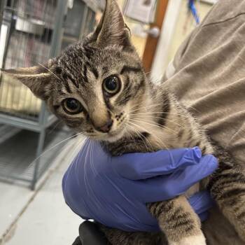 CLOVER -  Domestic Short Hair Cat for Adoption in Richmond, California - CLOVER | PetCurious
