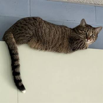 CHI -  Domestic Short Hair Cat for Adoption in Methuen, Massachusetts - CHI | PetCurious