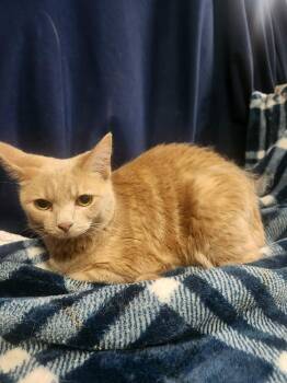 Domestic Short Hair and Tabby Cats Available for Adoption in Lexington, Tennessee - BELLE | PetCurious