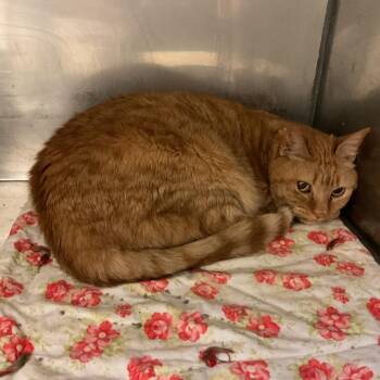 Domestic Short Hair Cats Available for Adoption - Amber | PetCurious