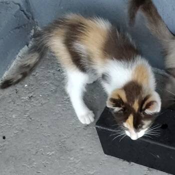 Francine -  Domestic Short Hair Cat for Adoption in West Palm Beach, Florida - Francine | PetCurious