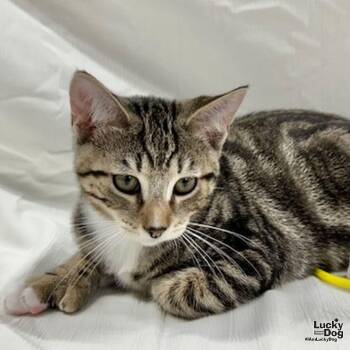 Icarus -  Domestic Short Hair and Tabby Cat for Adoption in Washington, District Of Columbia - Icarus | PetCurious