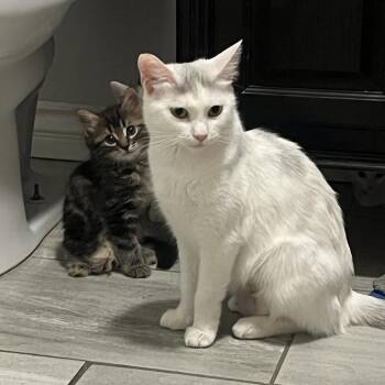 Bear -  Domestic Short Hair Cat for Adoption in Los Angeles, California - Bear | PetCurious