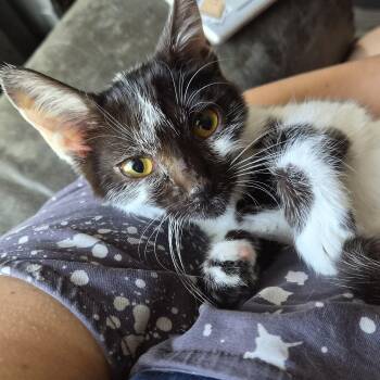 Paprika -  Domestic Short Hair Cat for Adoption in Tilton, Illinois - Paprika | PetCurious