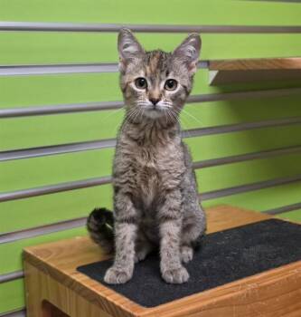 DERPY -  Domestic Short Hair Cat for Adoption in St. Peters, Missouri - DERPY | PetCurious