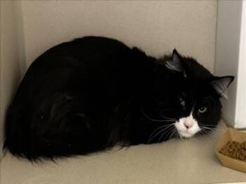 Rescue Domestic Long Hair Cats for Adoption in Loveland, Colorado - JOHNNY ROSE | PetCurious