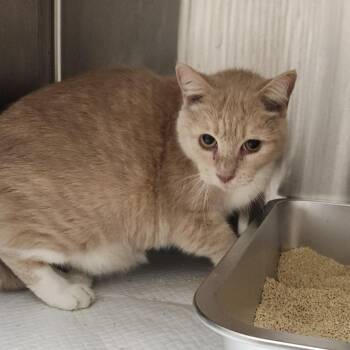 Hobie -  Domestic Short Hair Cat for Adoption in Clearwater, Florida - Hobie | PetCurious