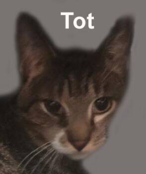 Domestic Short Hair and Tabby Cats Available for Adoption in Stowe, Pennsylvania - TOT (and Hobbs) Fuh.-Gran.- (sweet Sweet Brothers) | PetCurious