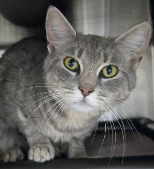 6-268 Roberta -  Domestic Short Hair Cat for Adoption in Lindenhurst, New York - 6-268 Roberta | PetCurious