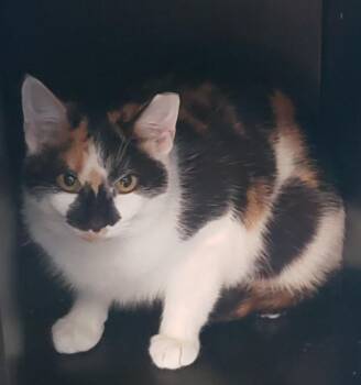 Domestic Short Hair Cats Available for Adoption - Buttercup | PetCurious