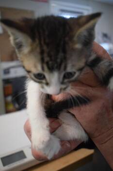 Domestic Short Hair Cats Available for Adoption in Pahrump, Nevada - Clover (Precious K3) | PetCurious