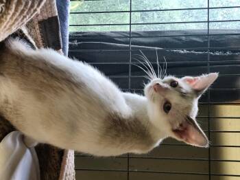 Cruise -  Domestic Short Hair Cat for Adoption in Cosby, Tennessee - Cruise | PetCurious