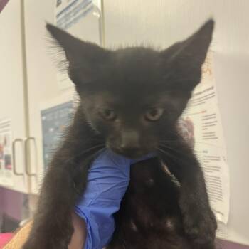 Rock Lee -  Domestic Short Hair Cat for Adoption in Cedar Rapids, Iowa - Rock Lee | PetCurious