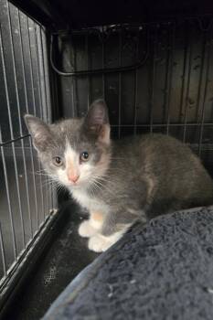 Laurie -  Dilute Calico Cat for Adoption in Hamilton, Ontario - Laurie | PetCurious
