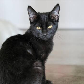 Domestic Short Hair Cats Available for Adoption - **Cat Cafe** Jonquil | PetCurious